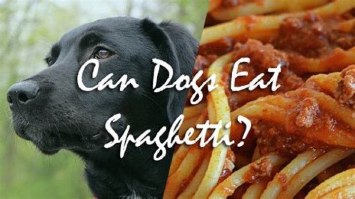 Will spaghetti hurt my dog?