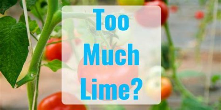 Will too much lime hurt tomatoes?