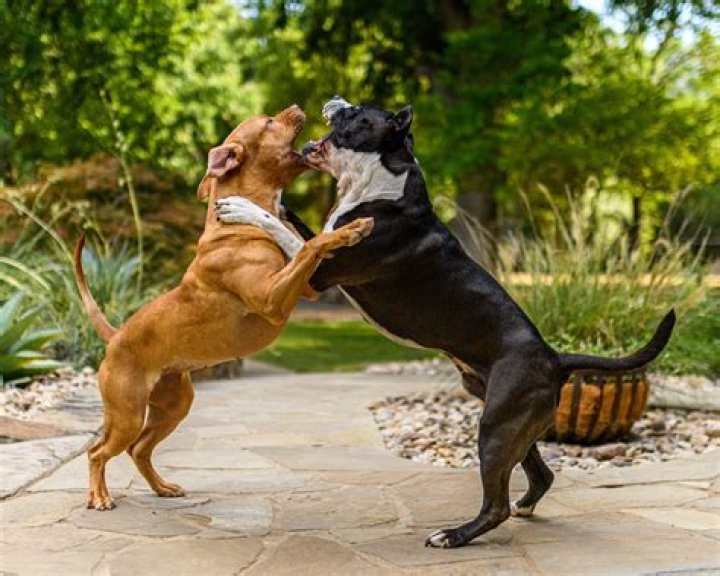 Would a pitbull beat a wolf?